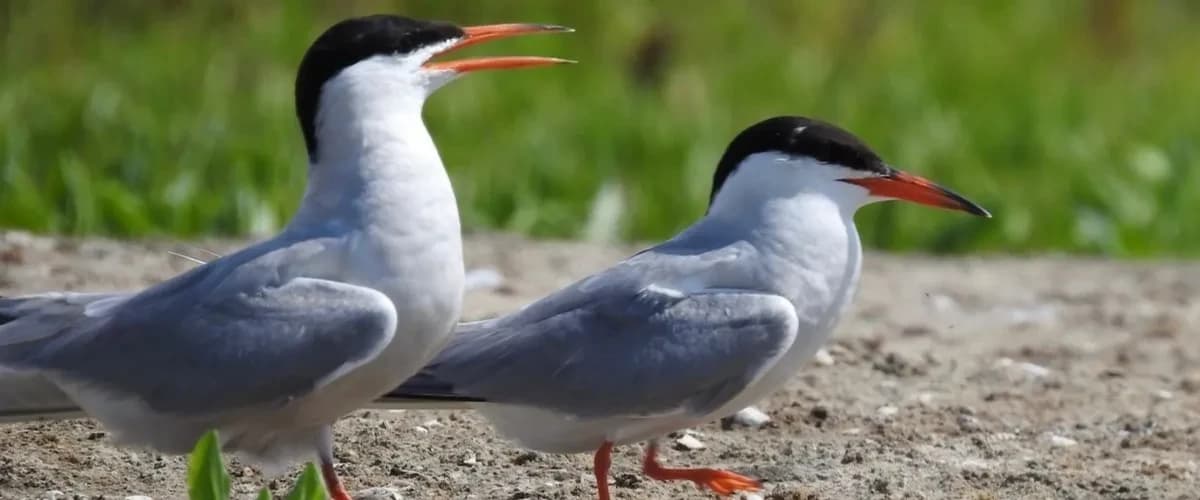 Vogels kijken met Sijswijs